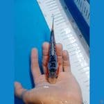 Shusui SQ bloodline Impor