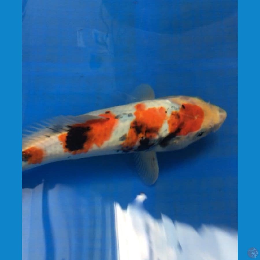 SHOWA 30cm