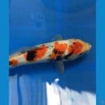 SHOWA 30cm
