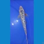 BARANG LANGKA jantan 25CM