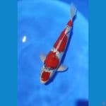 maruten gosiki 38cm ml