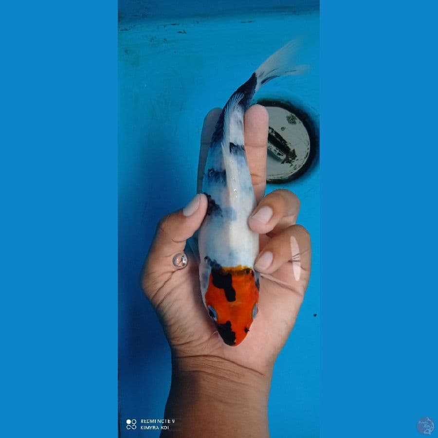 tc sowa orijinal