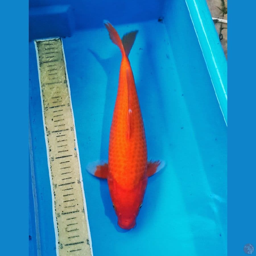 karashie merah 40an cm