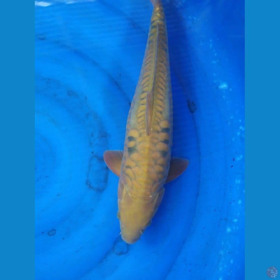 chagoi aragoke 48cm jantan