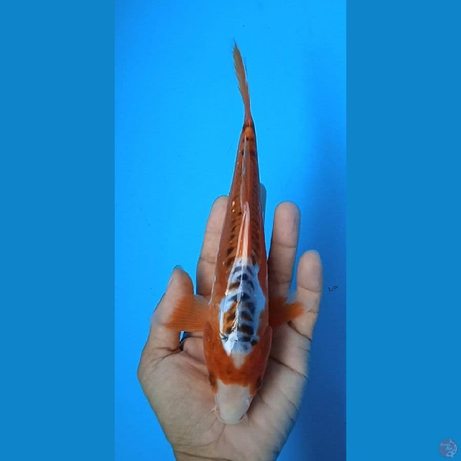 hana shusui : 23 cm jantan 