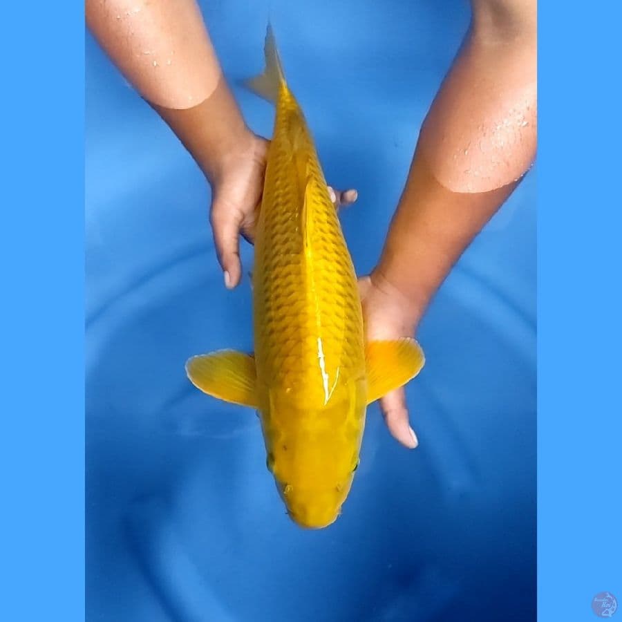 50CM # JUMBO MIDORIGOI - F