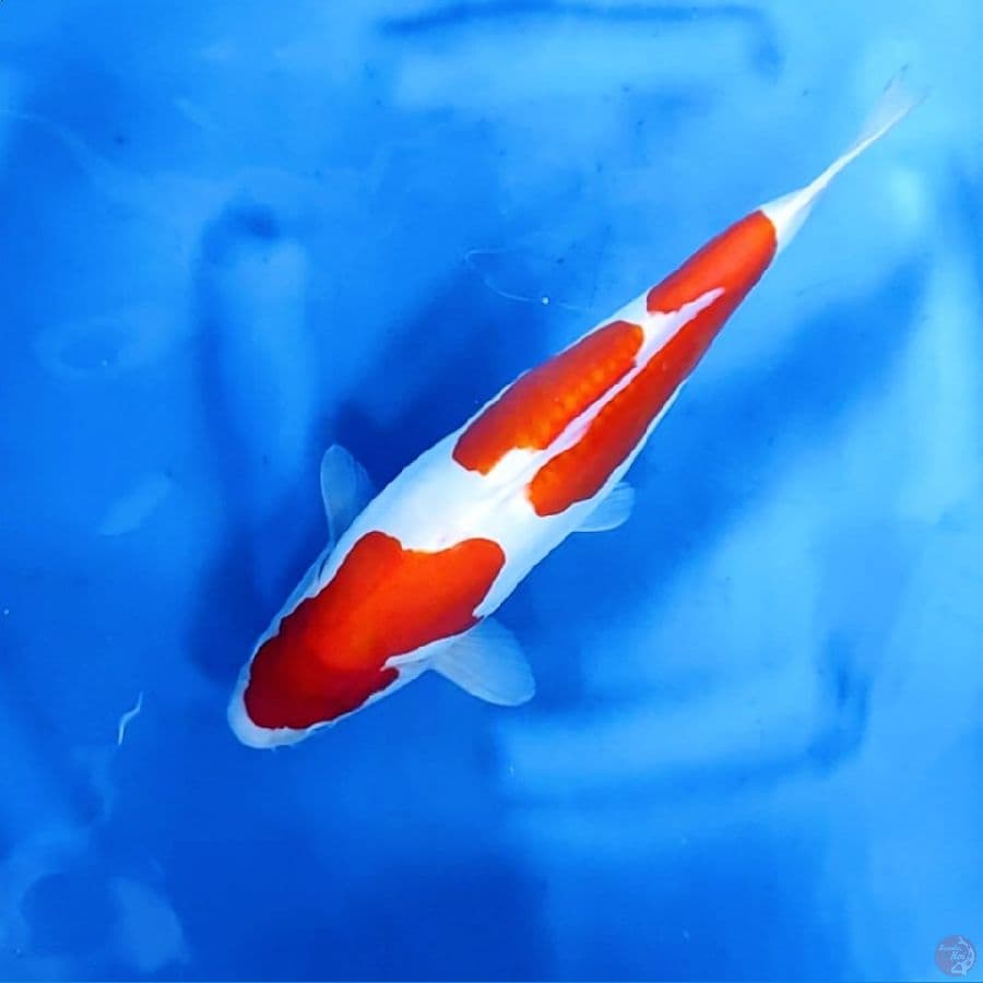 34CM # DOITSU MURNI KOHAKU - F