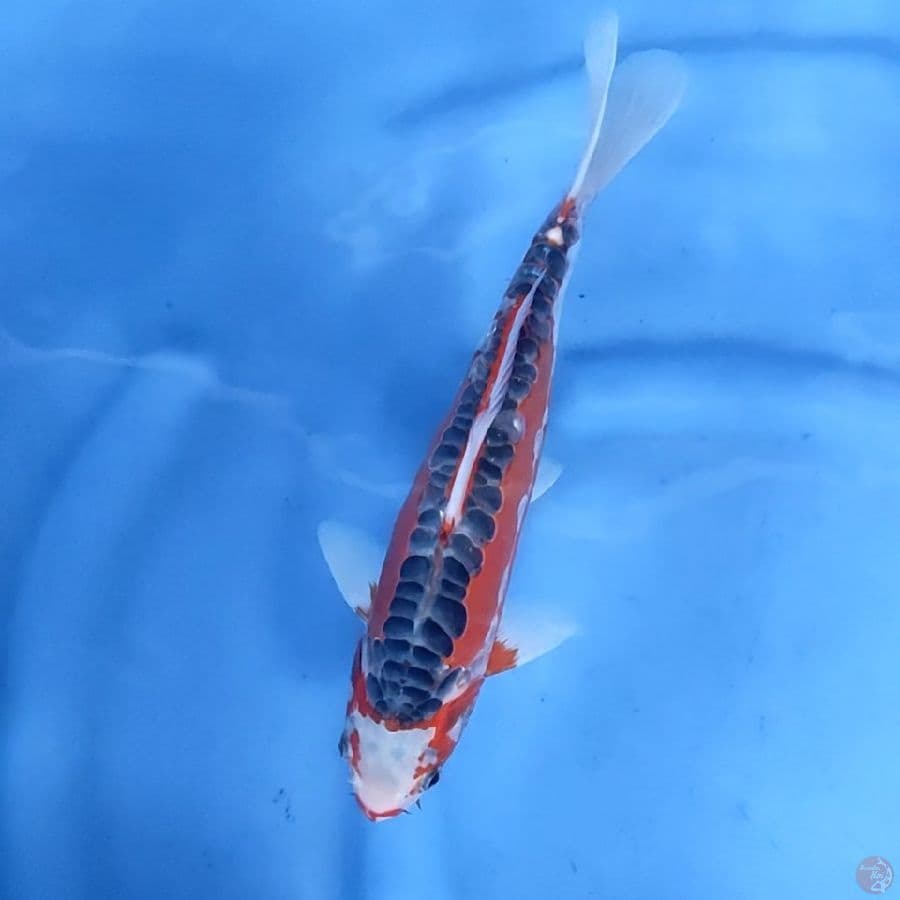28CM # HANA SHUSUI - F
