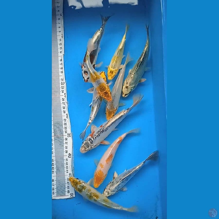 mix 10 ekor : 15 20 cm