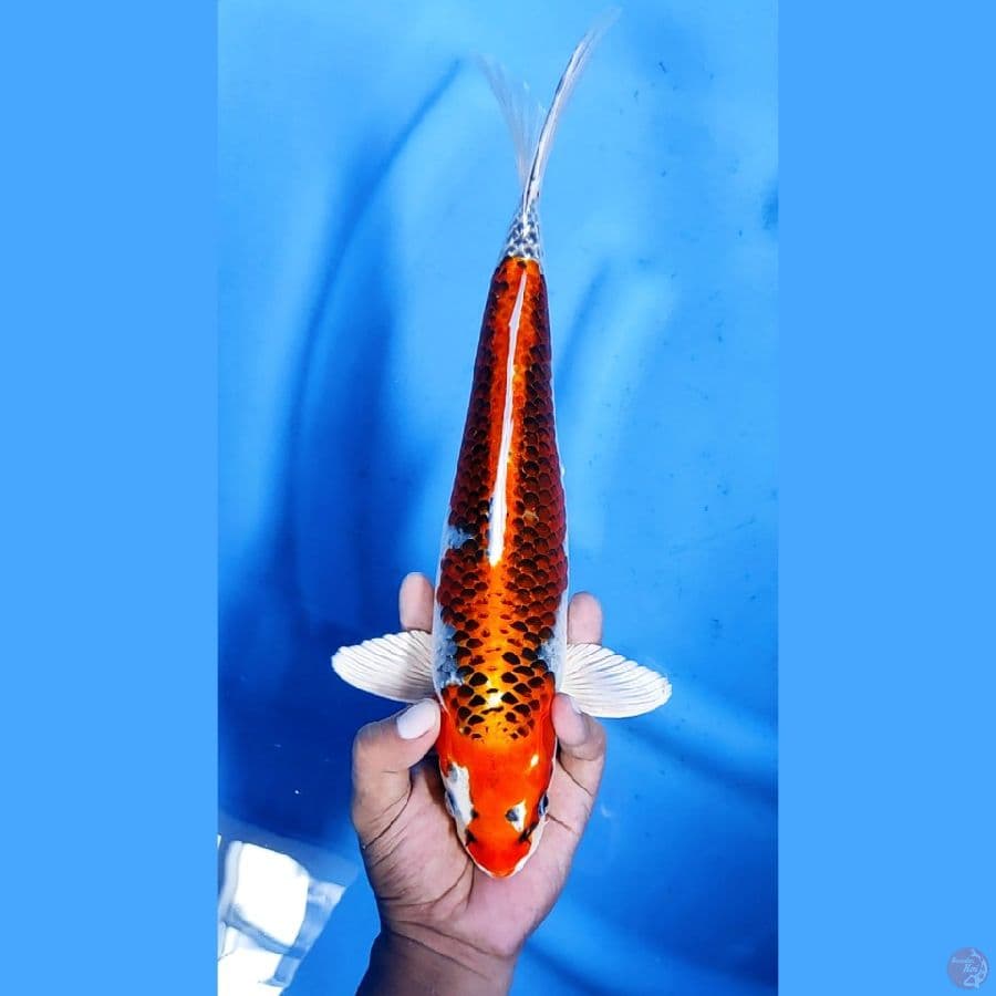 35CM # BENIGINGGA - M