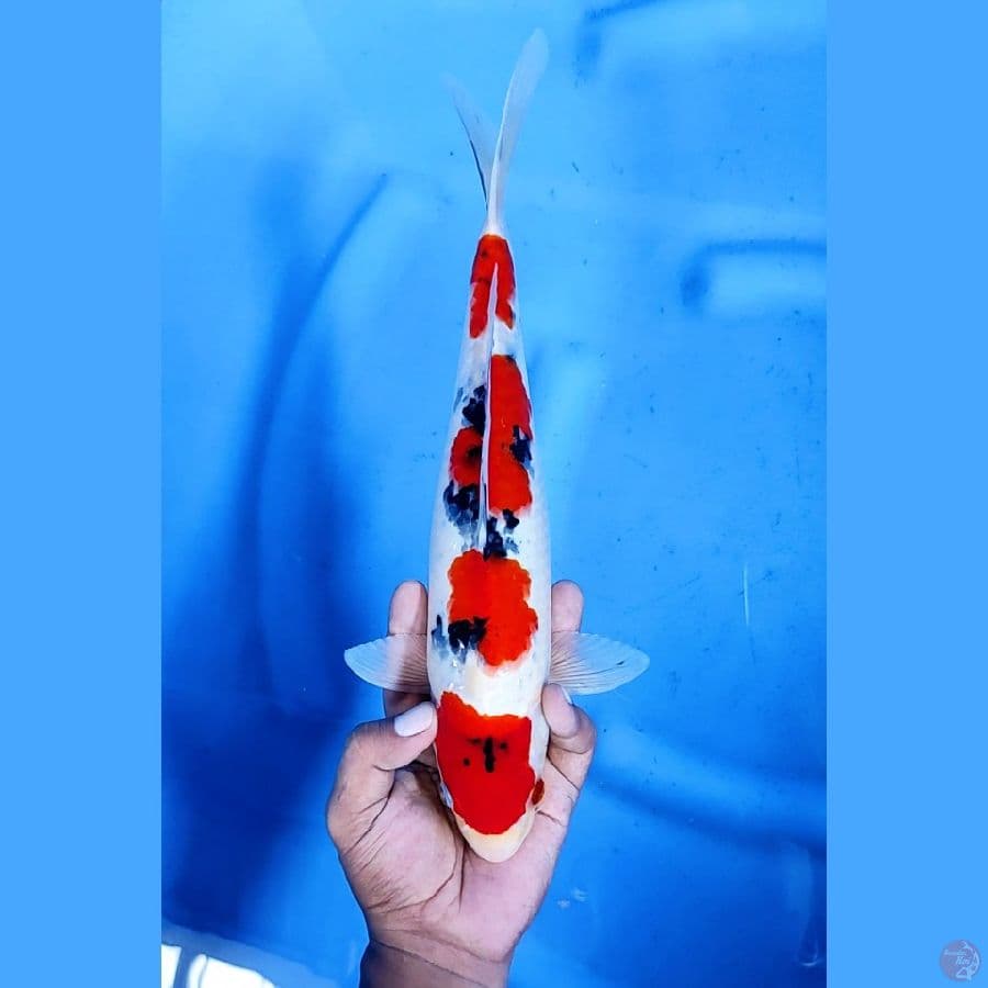 34CM # SANKE MANTAP - F