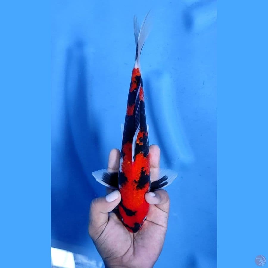 28CM # HI SHOWA STRONG - M
