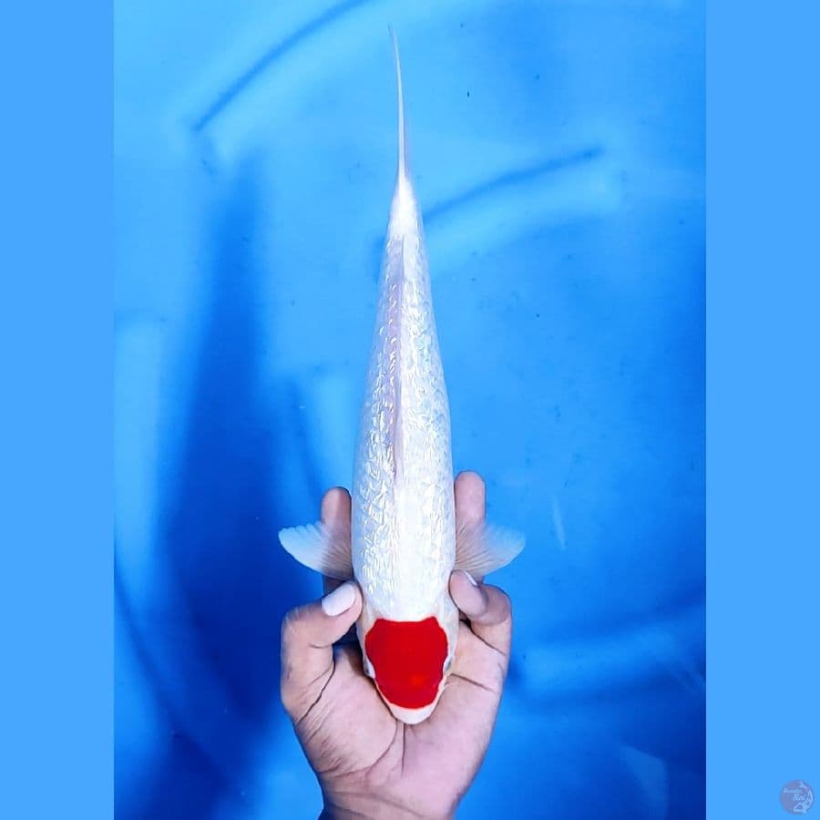 31CM # TANCHO KOHAKU GINRIN - M