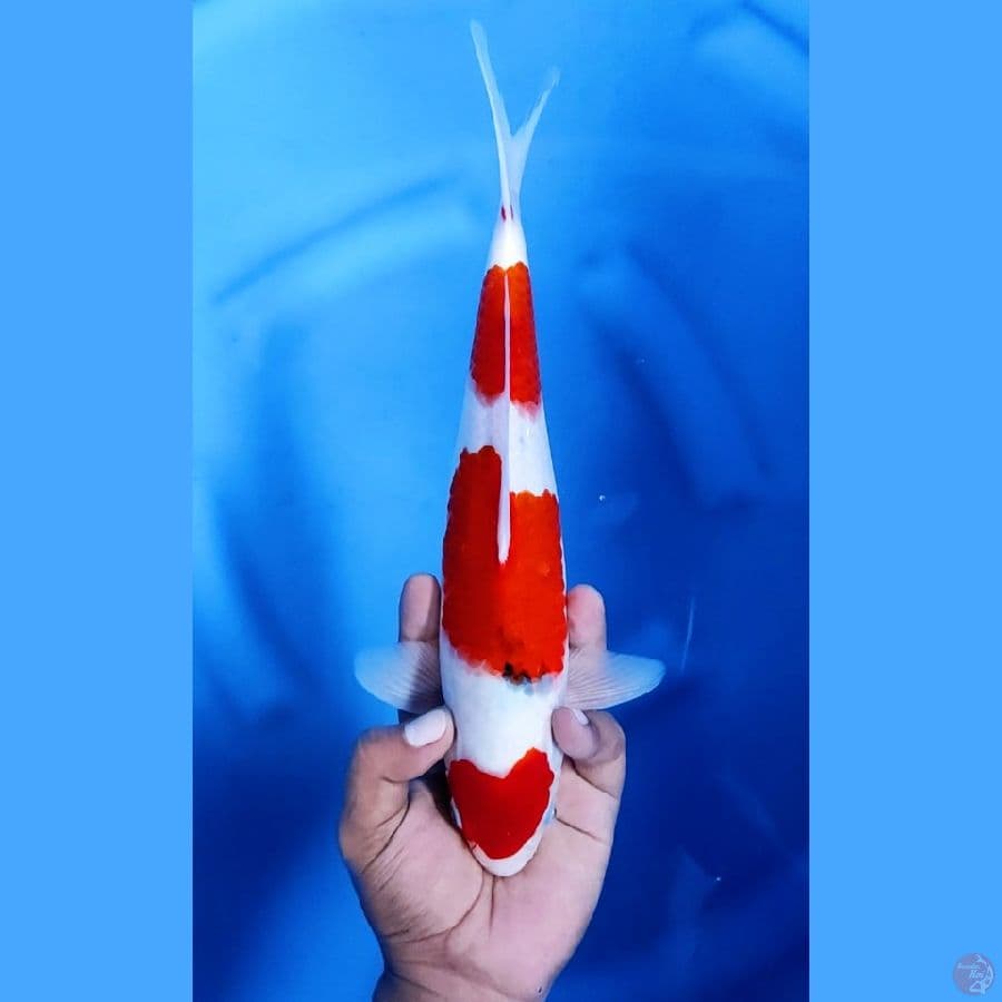 32CM # SANKE - M