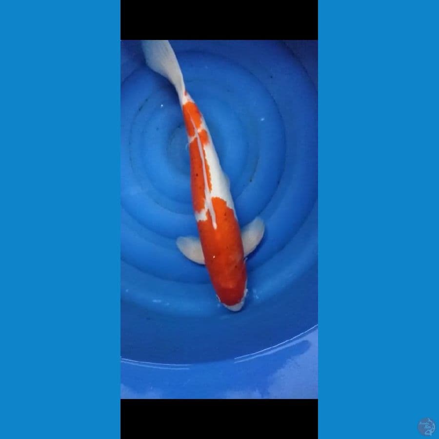 KOHAKU JUMBO