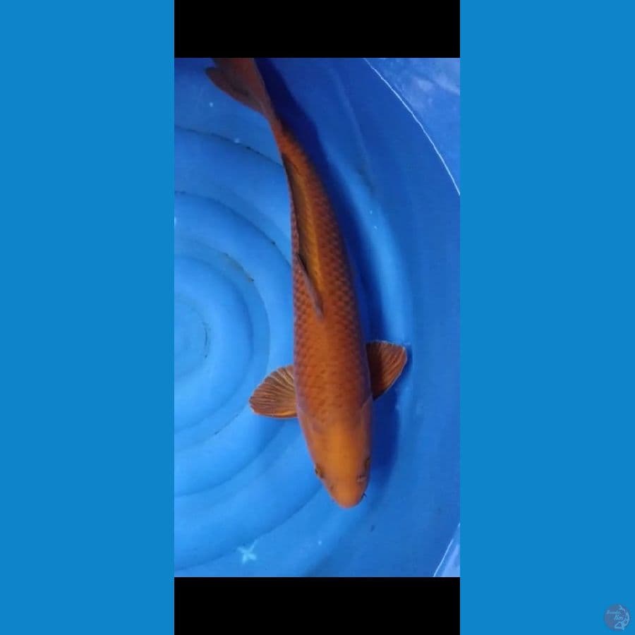 CHAGOI TEMBAGA JUMBO