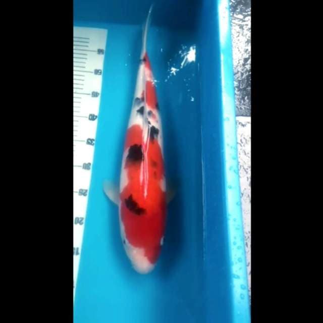 Sanke 3 Step - Kondo Koi Farm