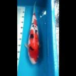 Sanke 3 Step - Kondo Koi Farm