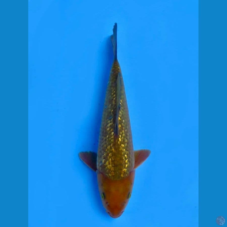 33cm , male chagoi punuk