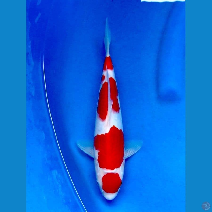 30cm , Male Kohaku HQ