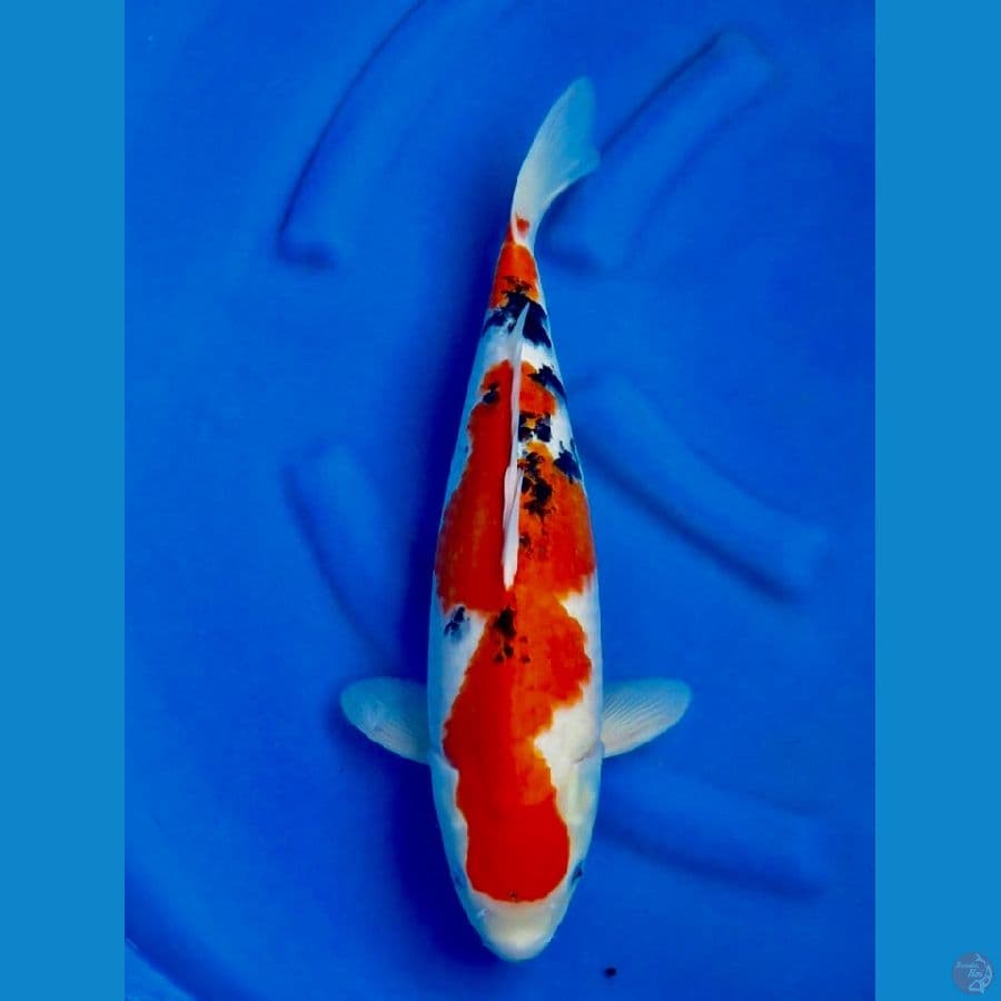 sankey 44cm
