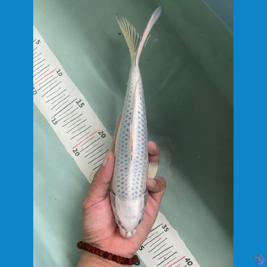 gin matsuba 25/26cm