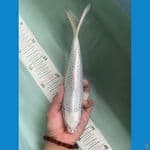 gin matsuba 25/26cm