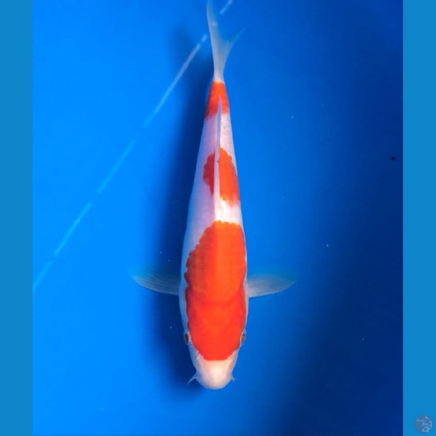 kohaku 22cm