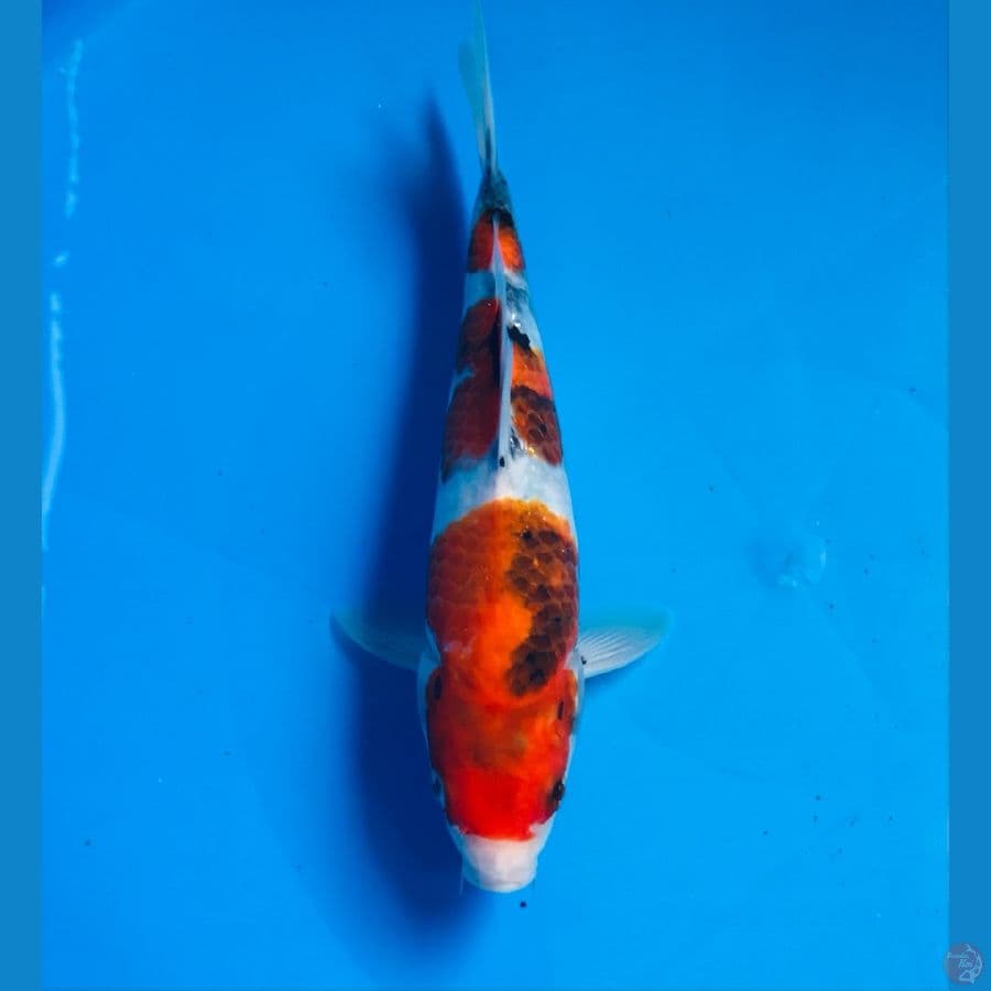 showa male 22cm
