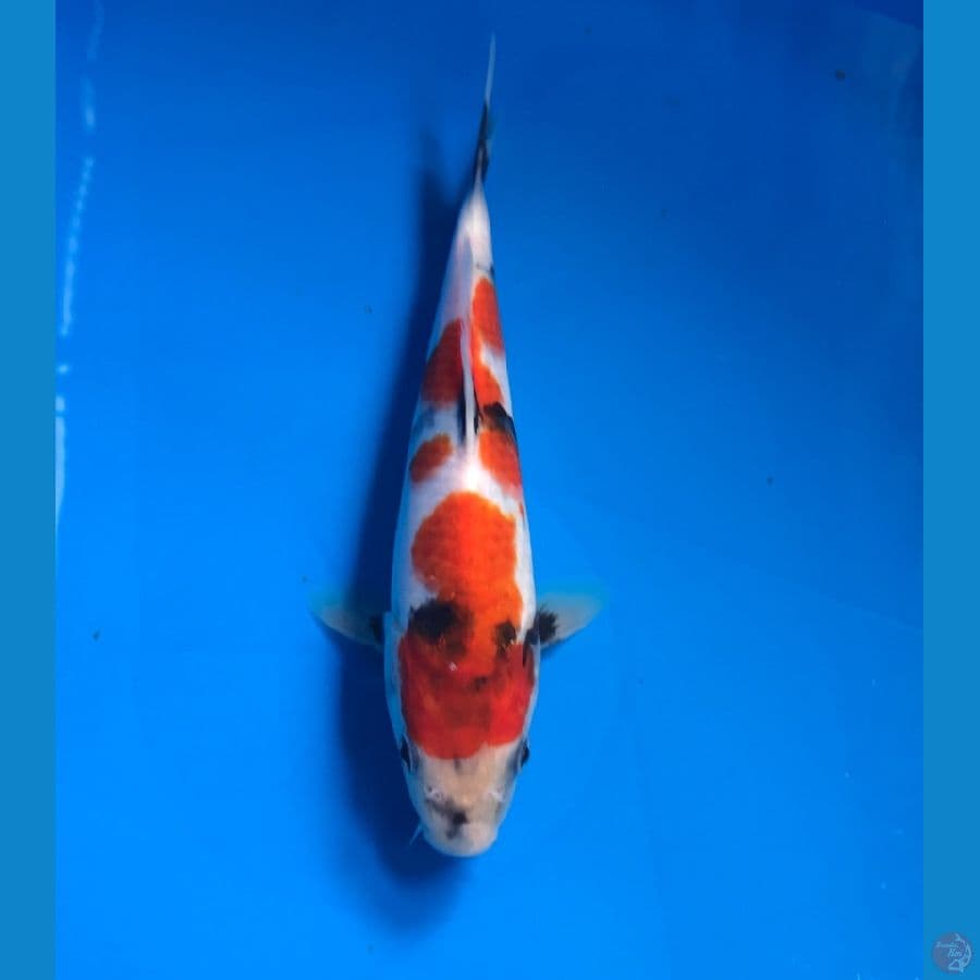 showa male 20cm