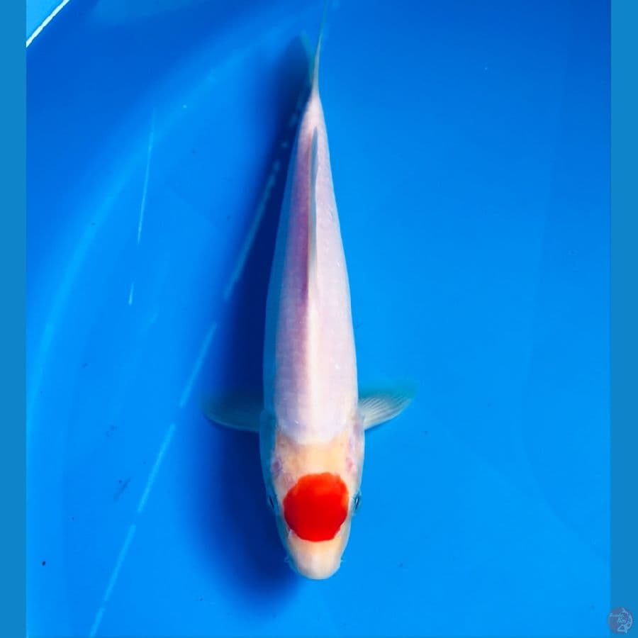 tancho kohaku male 24cm