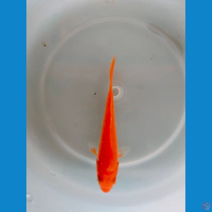 Red Karashi 10BU