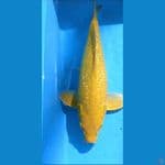 karasi ginrin male body female munuk
