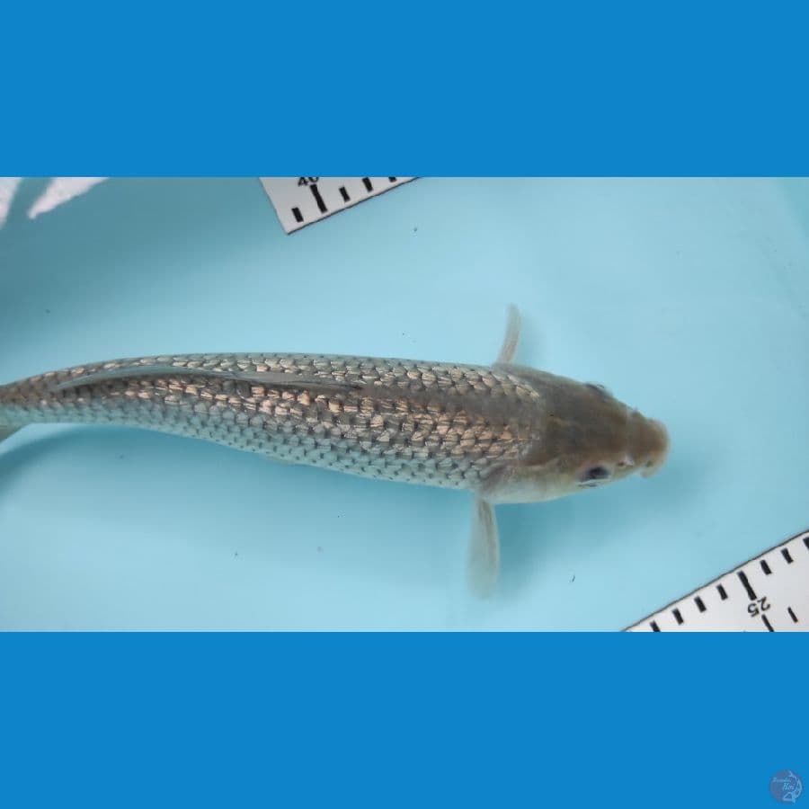 27cm sorigin