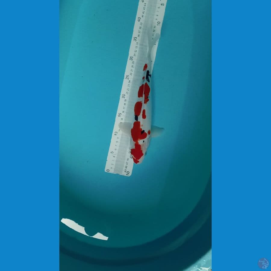 bayu koi farm