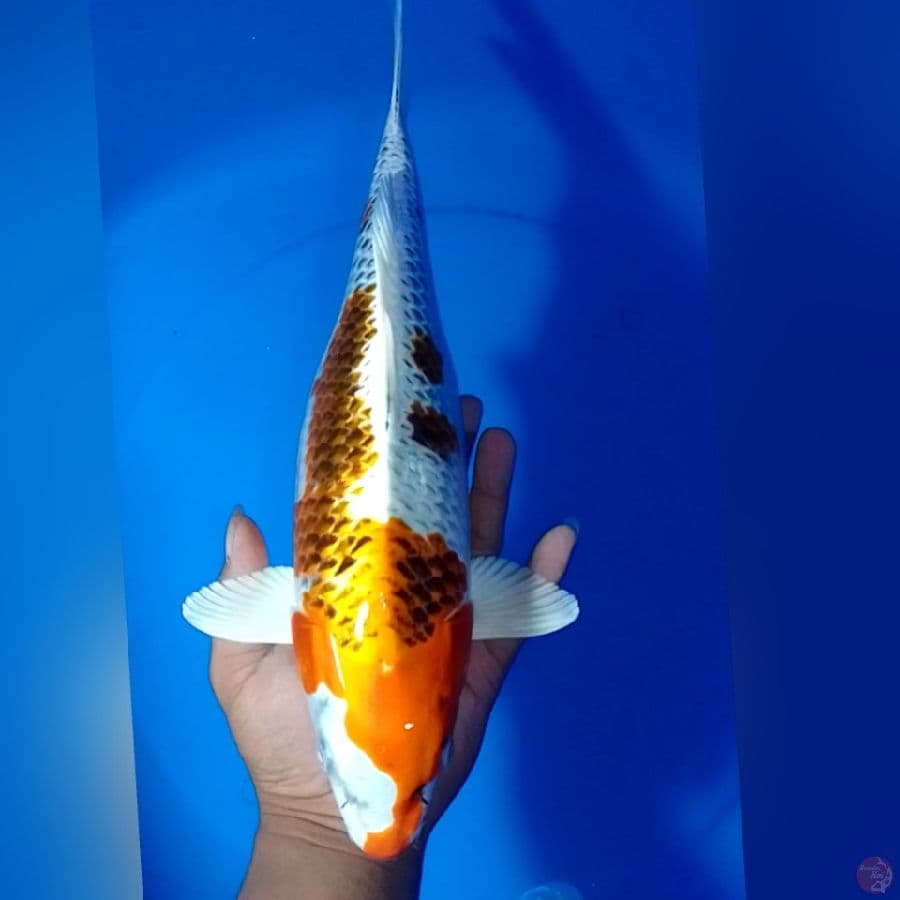 KOJAKU 37CM
