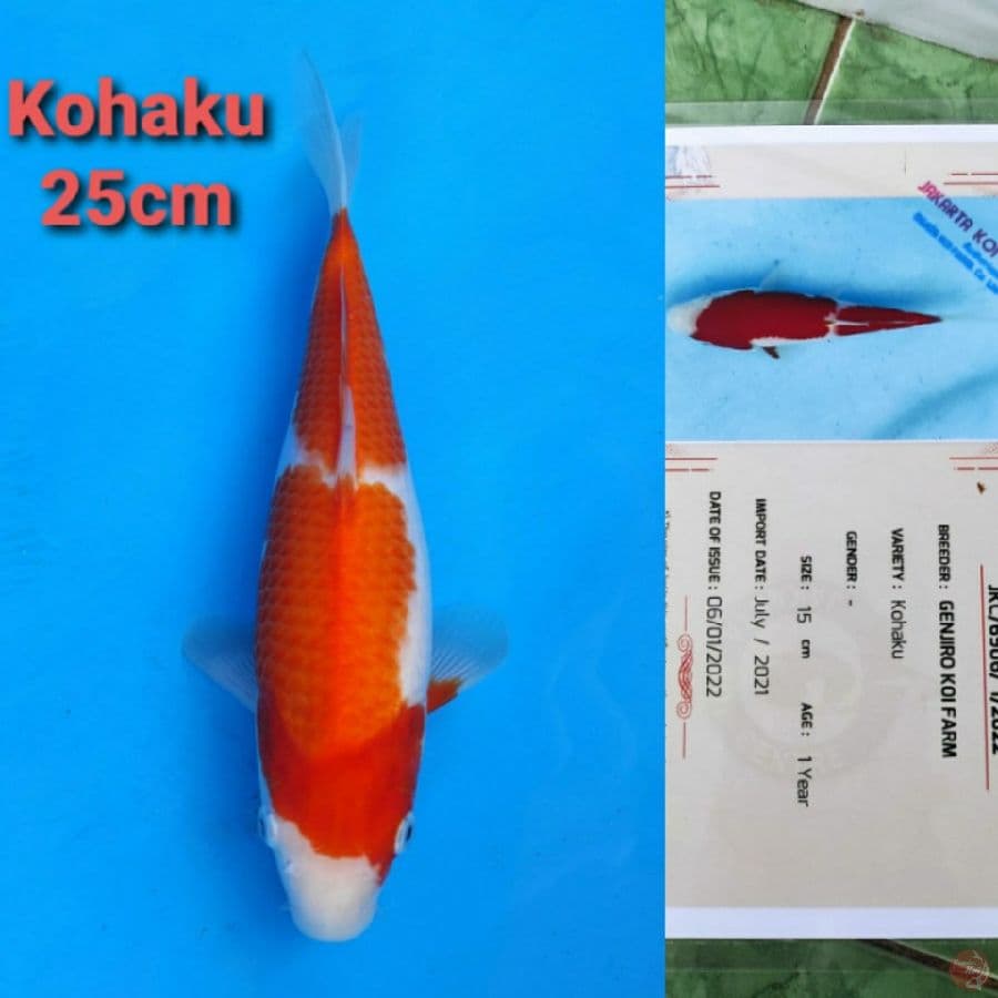 GENJIRO KOHAKU 25CM SERTI