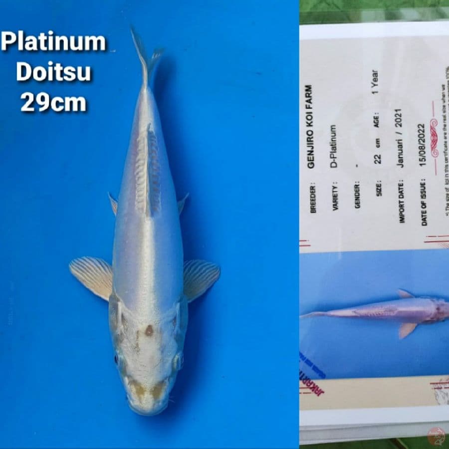 GENJIRO PLATINUM DOITSU 29CM SERTI