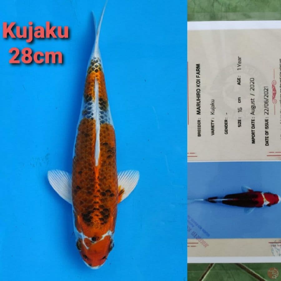 MARUHIRO KUJAKU 28CM SERTI