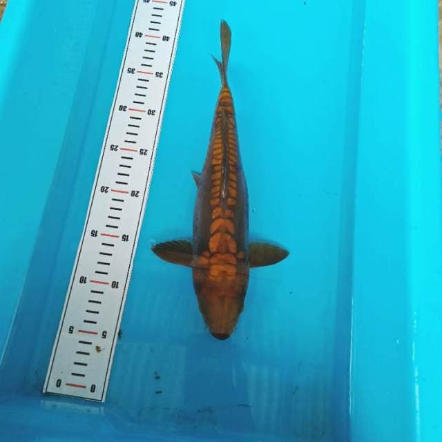 TEMBAGA ARAGOKE ( JINAK) 
