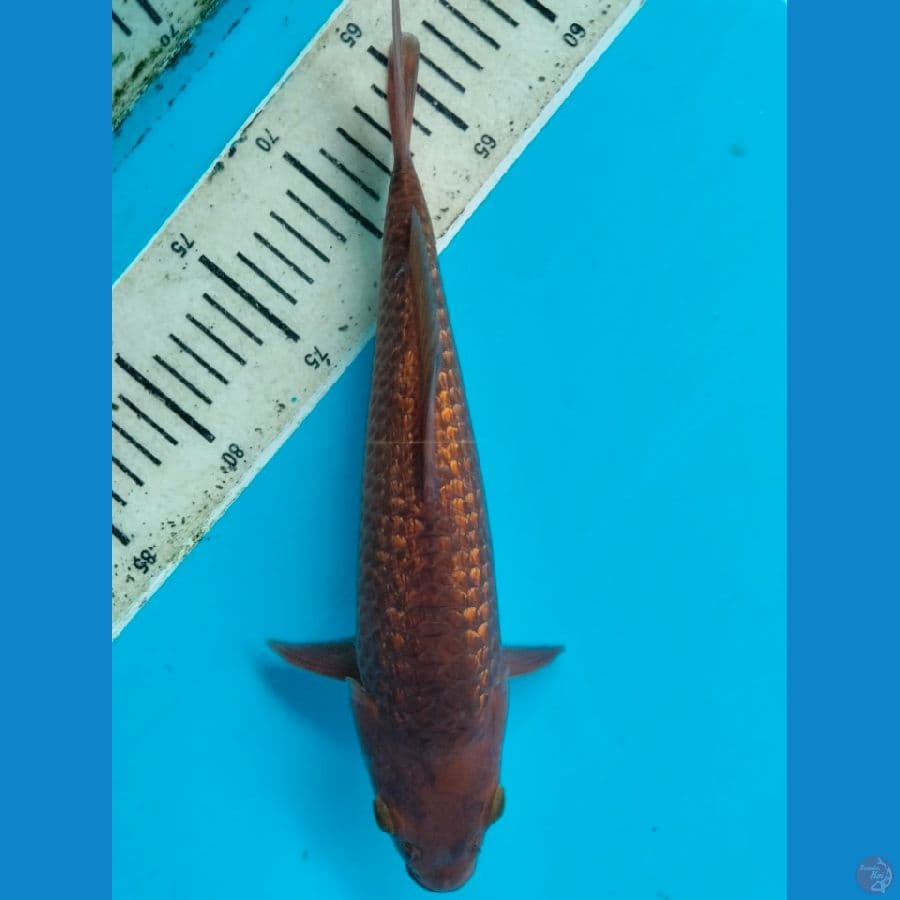 Caramel 27CM