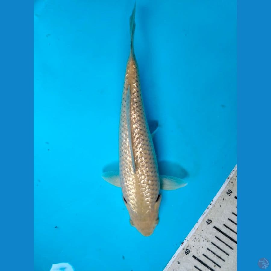 Karashi Ginrin Padet 29CM
