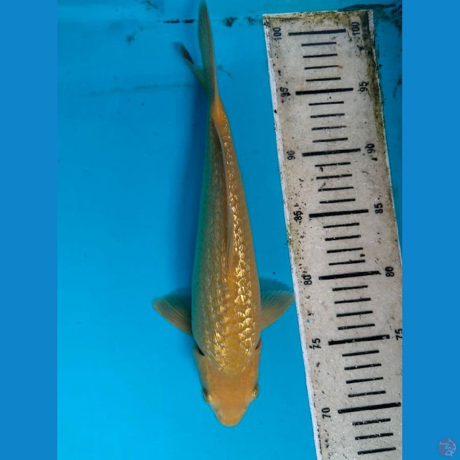 Caremel 27CM