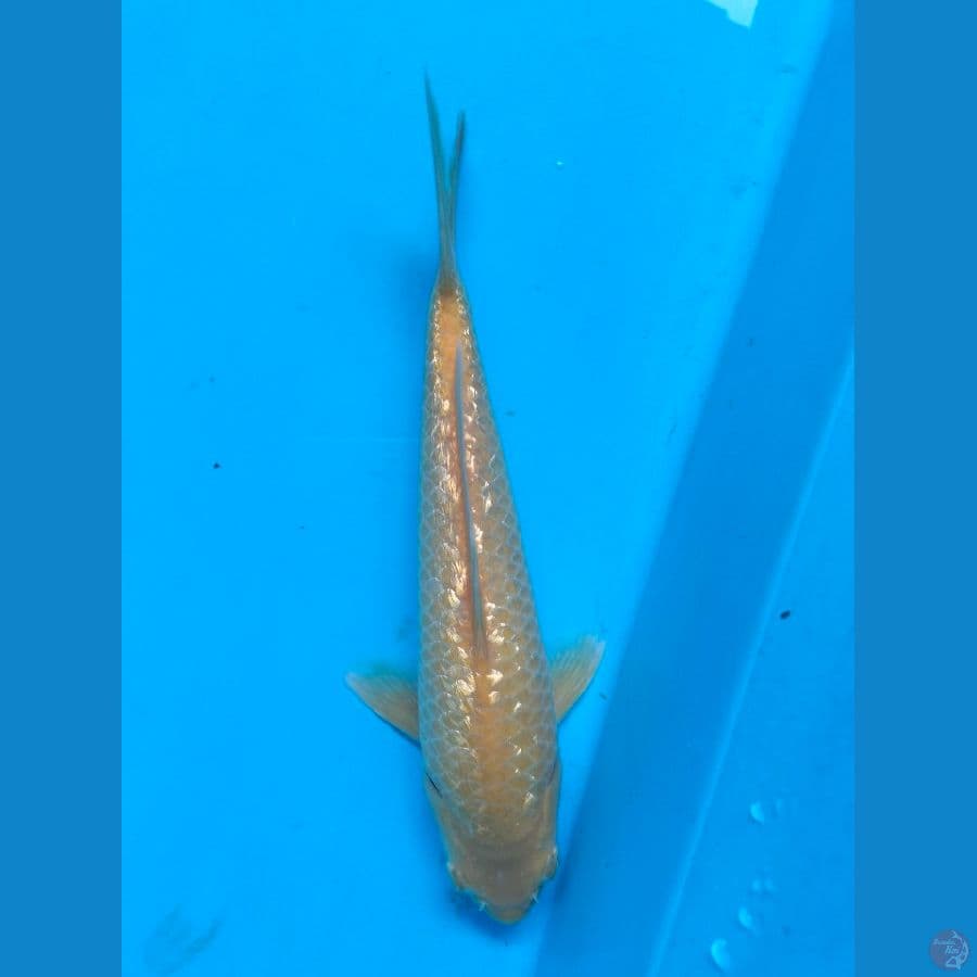 Karashi Ginrin 27CM