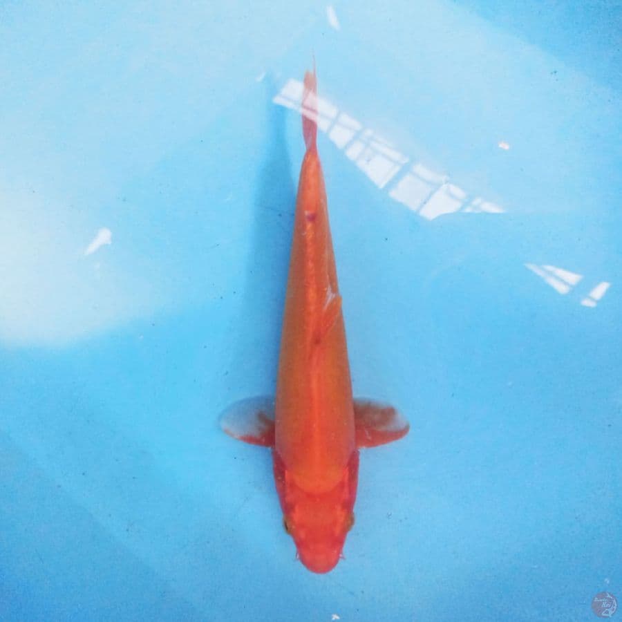 Benigoi 25 cm