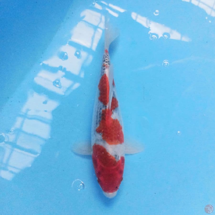 Goshiki 24 cm