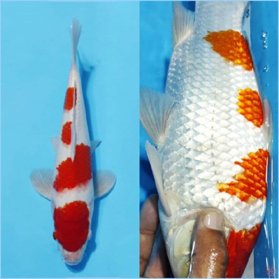 ٨. kohaku berpunuk prospek jumbo size 33cm ml