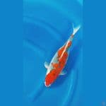 Ori Ghosiki Inazuma 35cm/f⁶