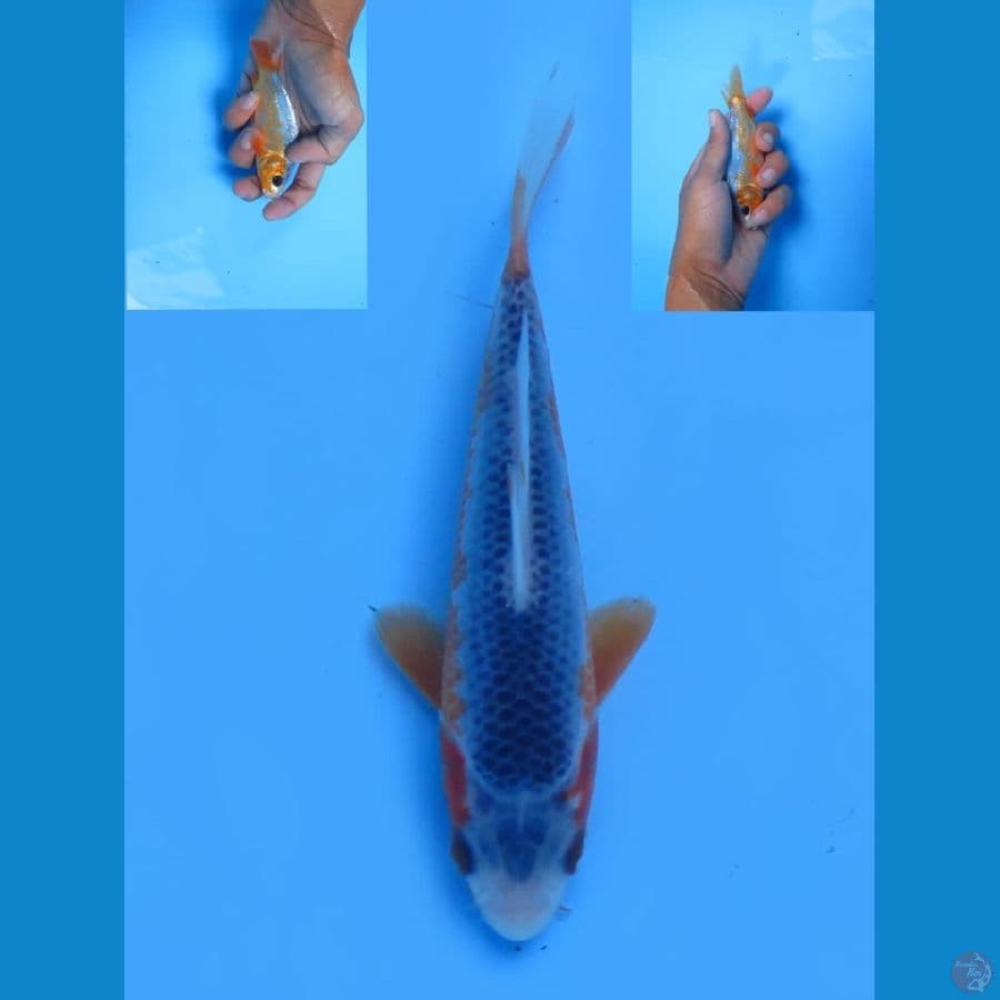 asagi f1 13cm 