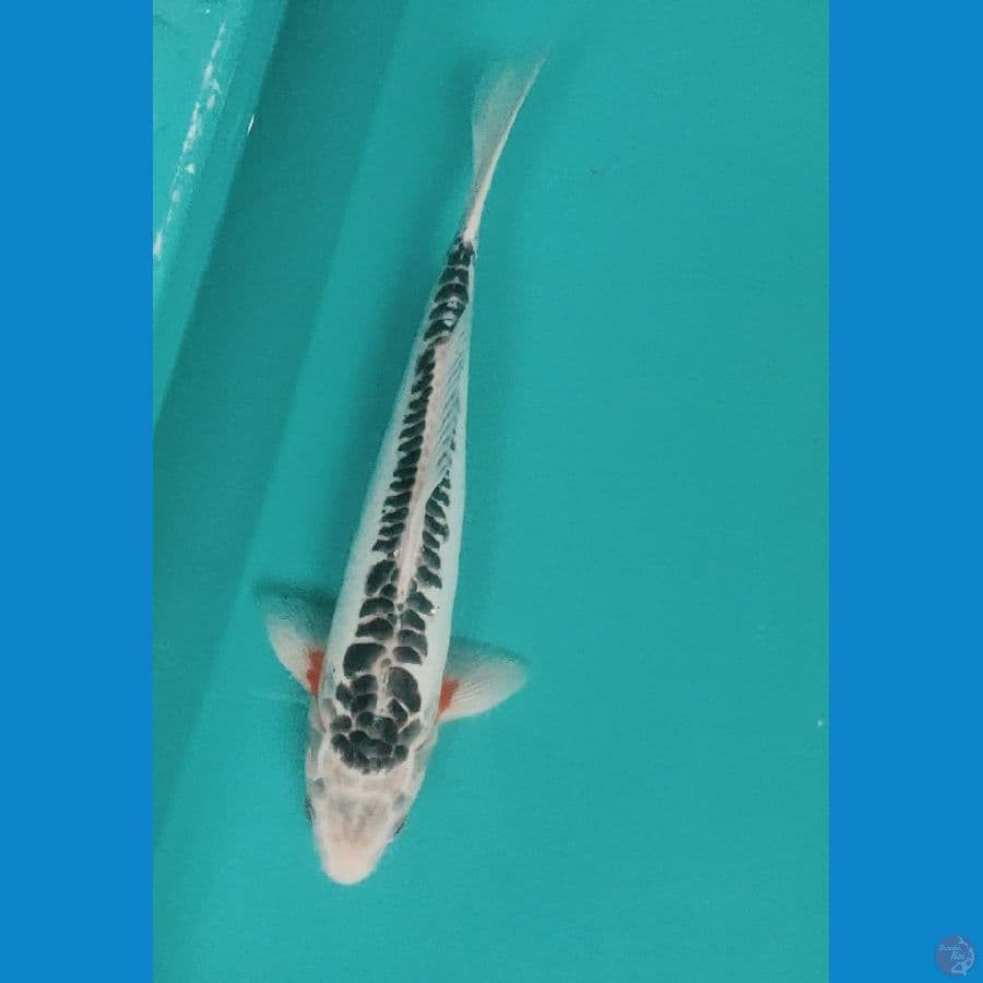 HANA SHUSUI 32CM Male